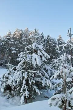 Winter forest Foto stock