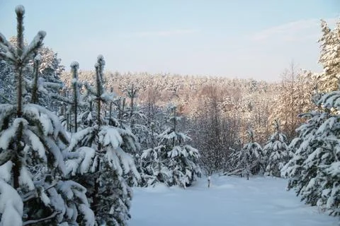 Winter forest Foto stock