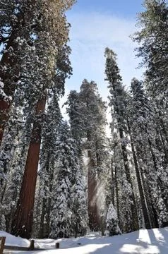 Winter forest Stock Photos