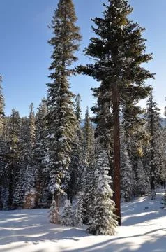 Winter forest Stock Photos