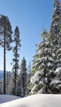 Winter forest Stock Photos