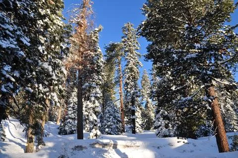 Winter forest Stock Photos