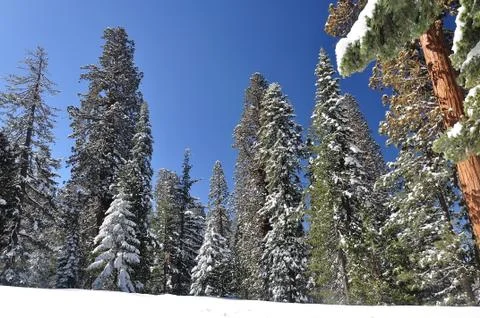 Winter forest Stock Photos