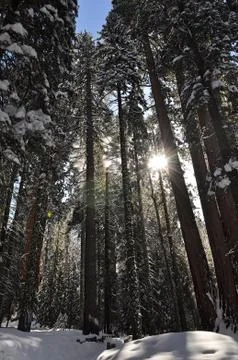 Winter forest Stock Photos