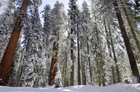 Winter forest Stock Photos