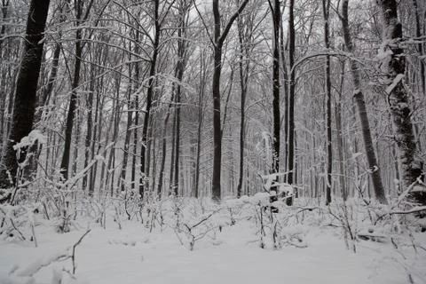 Winter forest. Stock Photos