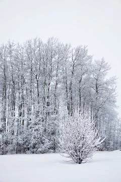 Winter forest Stock Photos