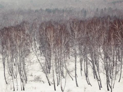 Winter forest Stock Photos