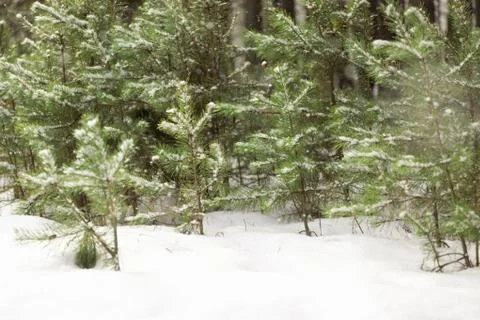 Winter forest Foto stock