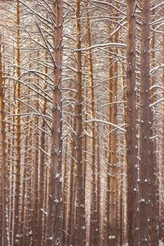 Winter forest Foto stock