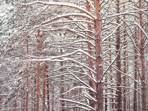 Winter forest Stock Photos