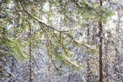 Winter forest Stock Photos