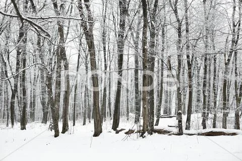 Winter forest Stock Photos