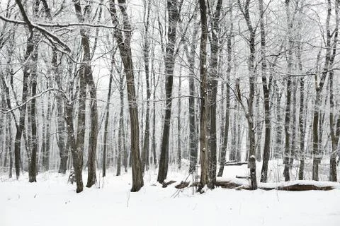 Winter forest Stock Photos