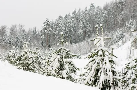 Winter forest Stock Photos