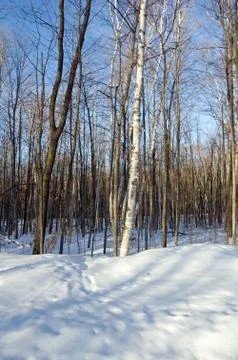 Winter forest Stock Photos