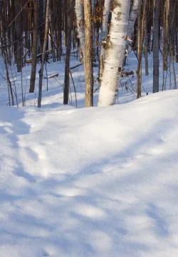 Winter forest Stock Photos