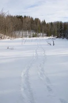 Winter forest Stock Photos