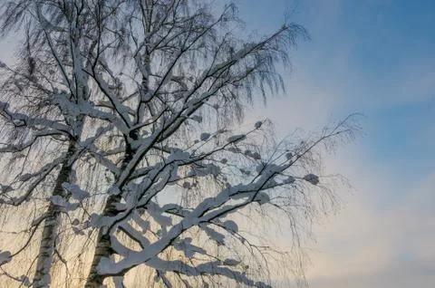 Winter forest Foto stock