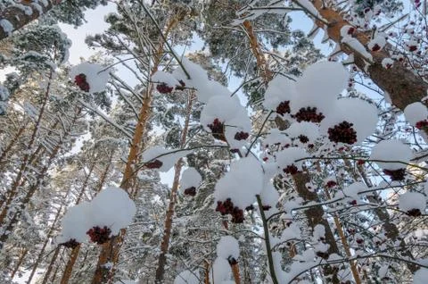 Winter forest Stock Photos