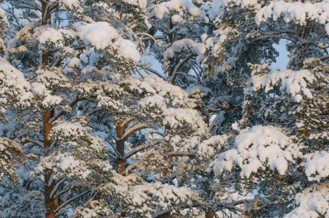 Winter forest Stock Photos