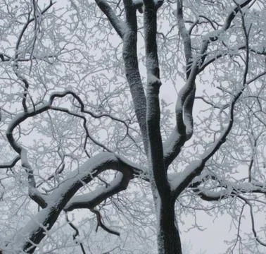 Winter forest Stock Photos