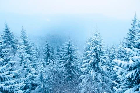 Winter forest Stock Photos
