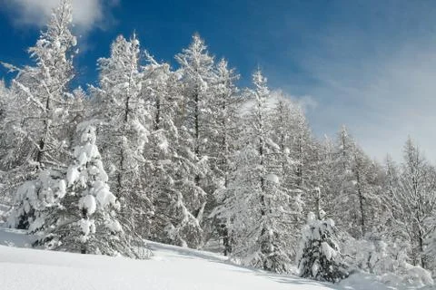 Winter forest Stock Photos