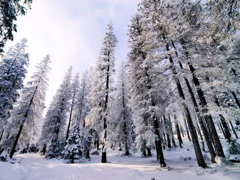 Winter forest Stock Photos