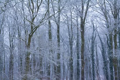 Winter forest Stock Photos