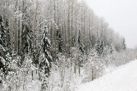 Winter forest Stock Photos