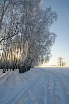 Winter forest Stock Photos