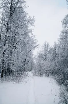 Winter forest Stock Photos