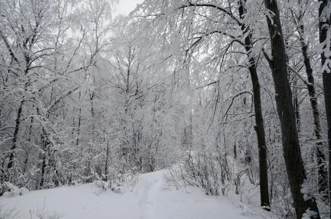 Winter forest Stock Photos