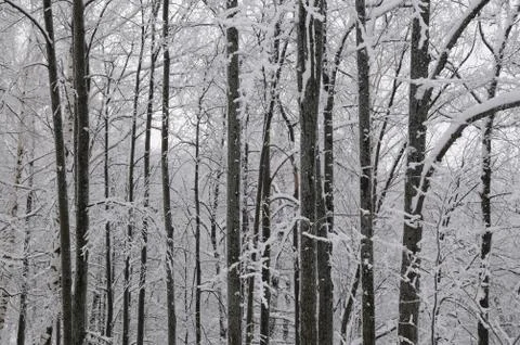 Winter forest Stock Photos