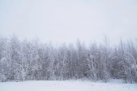 Winter forest Stock Photos