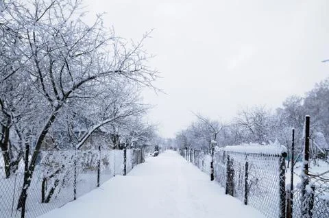 Winter forest Stock Photos