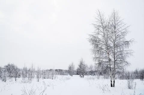 Winter forest Stock Photos