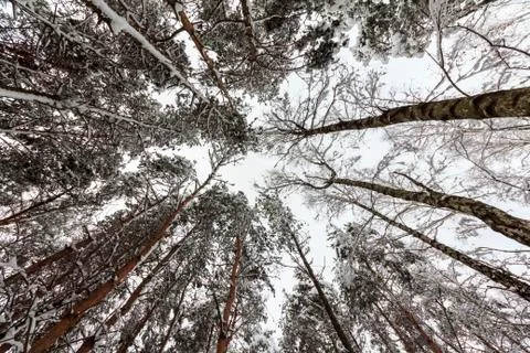 Winter in the forest Stock Photos