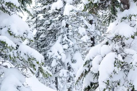 Winter forest Stock Photos