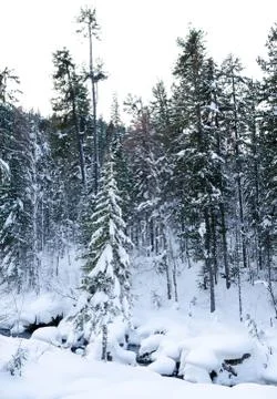 Winter forest Stock Photos