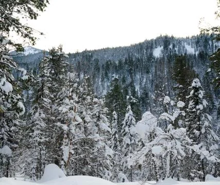 Winter forest Stock Photos