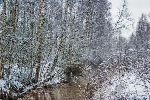 Winter forest Stock Photos