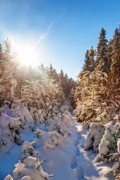 Winter forest Stock Photos