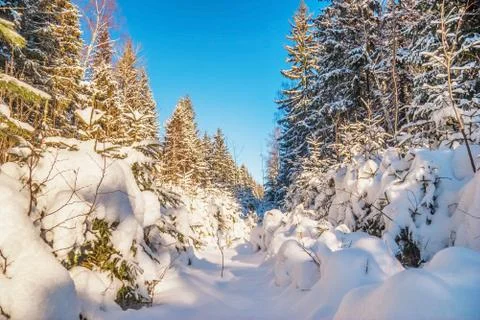 Winter forest Stock Photos