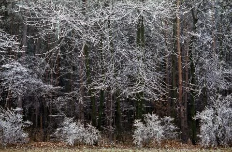 Winter forest Stock Photos