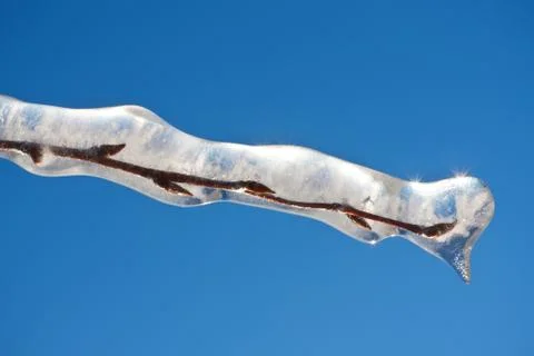 Winter forest Stock Photos