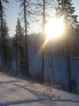 Winter forest Foto stock