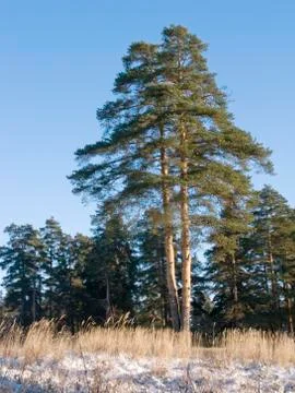 Winter forest Stock Photos