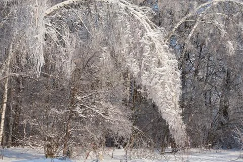 Winter forest Stock Photos